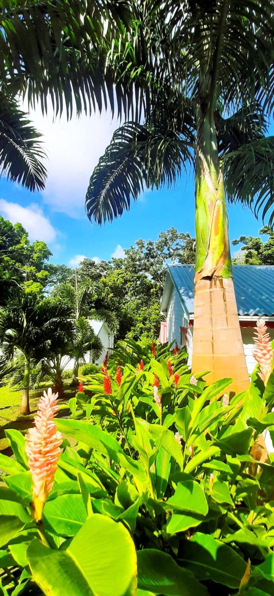 Caraibes Cottage Grenat Piscine Privee 900M De Grande Anse Deshaies Bagian luar foto