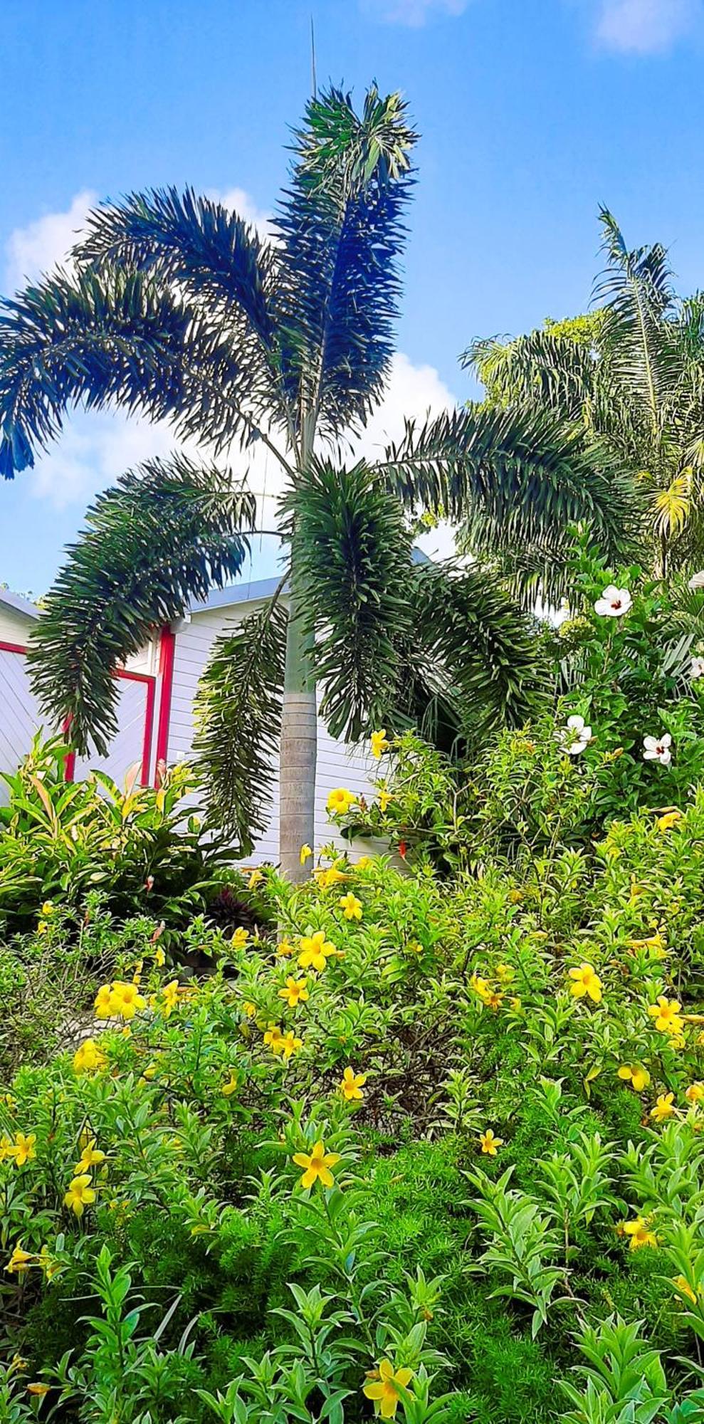 Caraibes Cottage Grenat Piscine Privee 900M De Grande Anse Deshaies Bagian luar foto